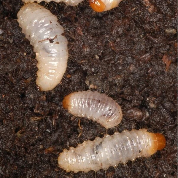 DCM Kraussi-Guard - Aaltjes Tegen Larven Van De Taxuskever - 100 M² - Afbeelding 2