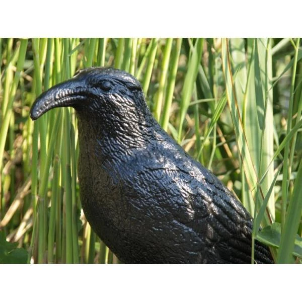 Duivenverjager Kraai - Afbeelding 3
