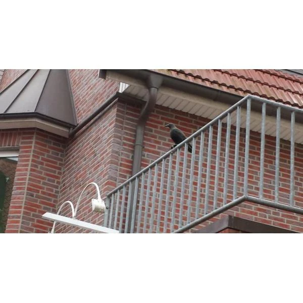 Duivenverjager Kraai - Afbeelding 5